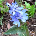Common Chicory