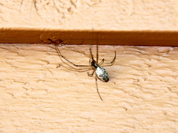 Spotting Image 1