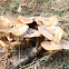 Armillaria