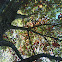 White Oak
