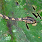 Common Blunthead snake