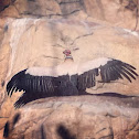 Vulture