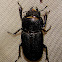 Dorcus parallelus