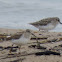 White-rumped Sandpipers