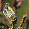 Dainty sulphur