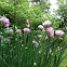 Chives