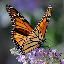 Monarch Butterfly
