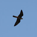 Eleonora's Falcon