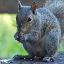 Eastern Grey Squirrel
