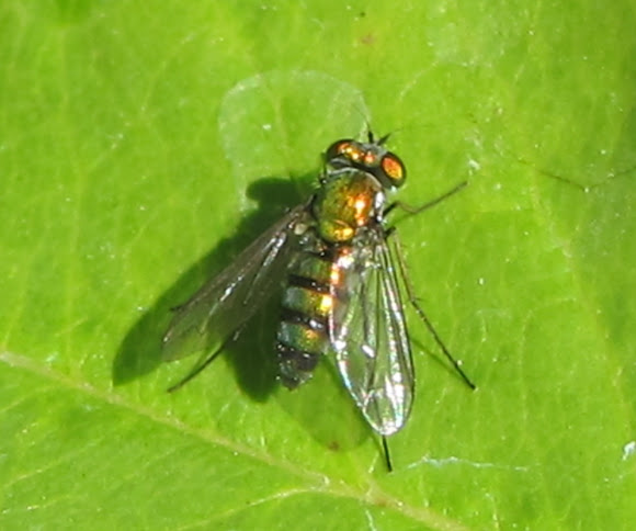 Spotting Image 1