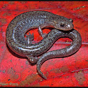 Zigzag Salamander (lead phase)