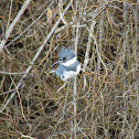 Belted Kingfisher, male