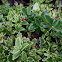 Aptenia Cordifolia