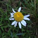 Ox-eye Daisy
