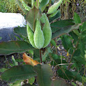 Milkweed