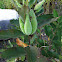 Milkweed