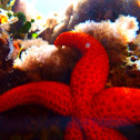 Estrella de mar. Starfish