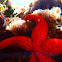 Estrella de mar. Starfish