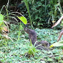 Varanus