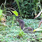 Varanus
