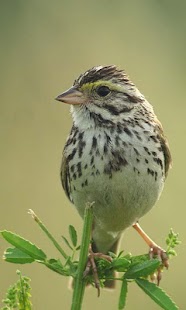 How to install Talking Sparrow Free LWP 1.4 unlimited apk for pc