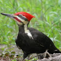 Pileated Woodpecker
