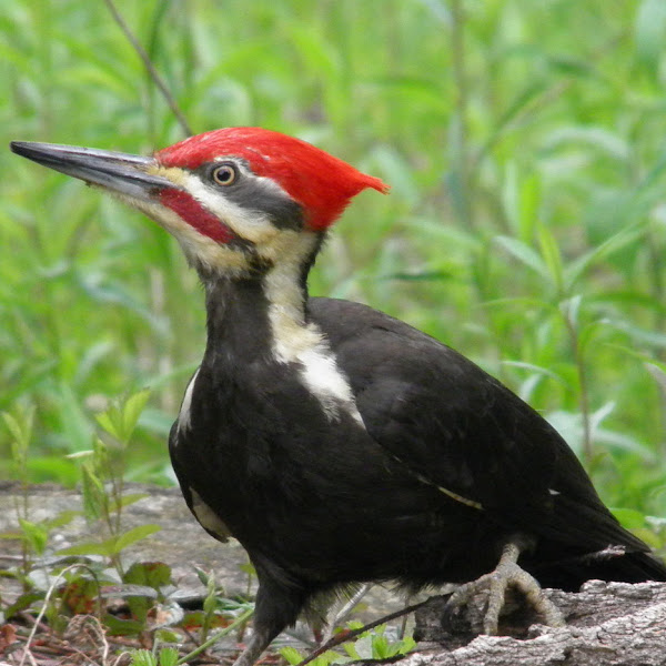 Woodpeckers of the Northwest | Project Noah