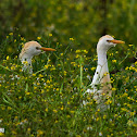 Cattle Egret
