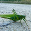 Great Bush Cricket