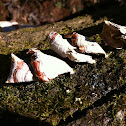 Tinder Polypore