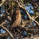Tawny Eagle