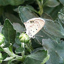 Hanno Blue