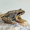 European common frog