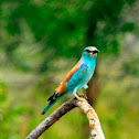 European Roller