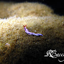 Flatworm