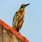 Indian Pond Heron