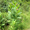 Milkweed