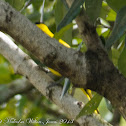 Black-naped Oriole