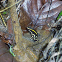 Poisoned Frog