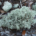 Cladonia