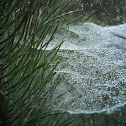 Spiderwebs