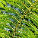 Soft Tree Fern