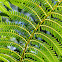 Soft Tree Fern