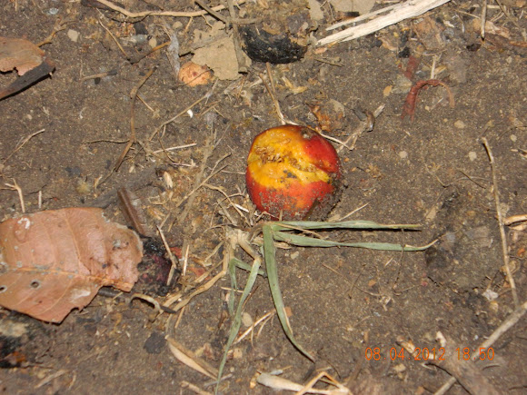 Spotting Image 1