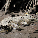 Saltwater Crocodile