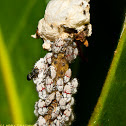 Treehopper Nymphs
