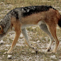 Black-backed jackal