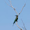 Blue-tailed Bee-eater