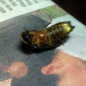 Glow worm