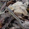 Garter snake
